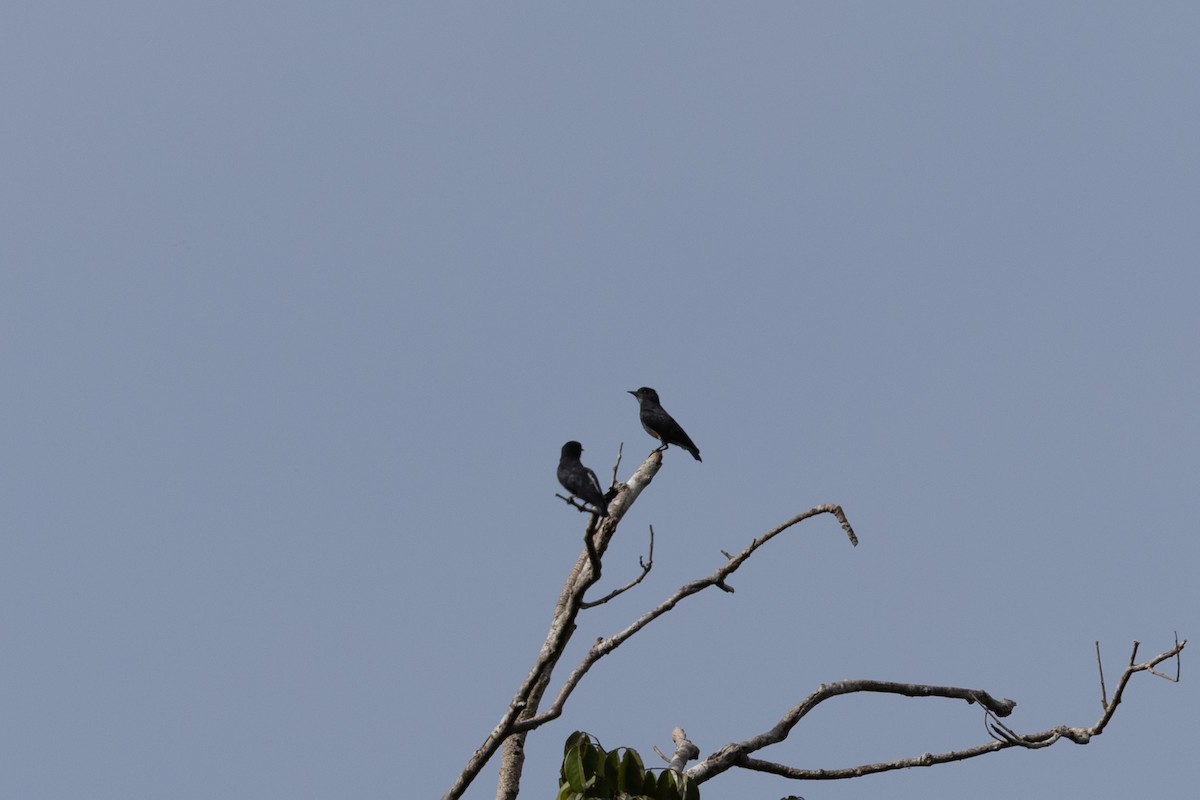 Swallow-winged Puffbird - ML637836141