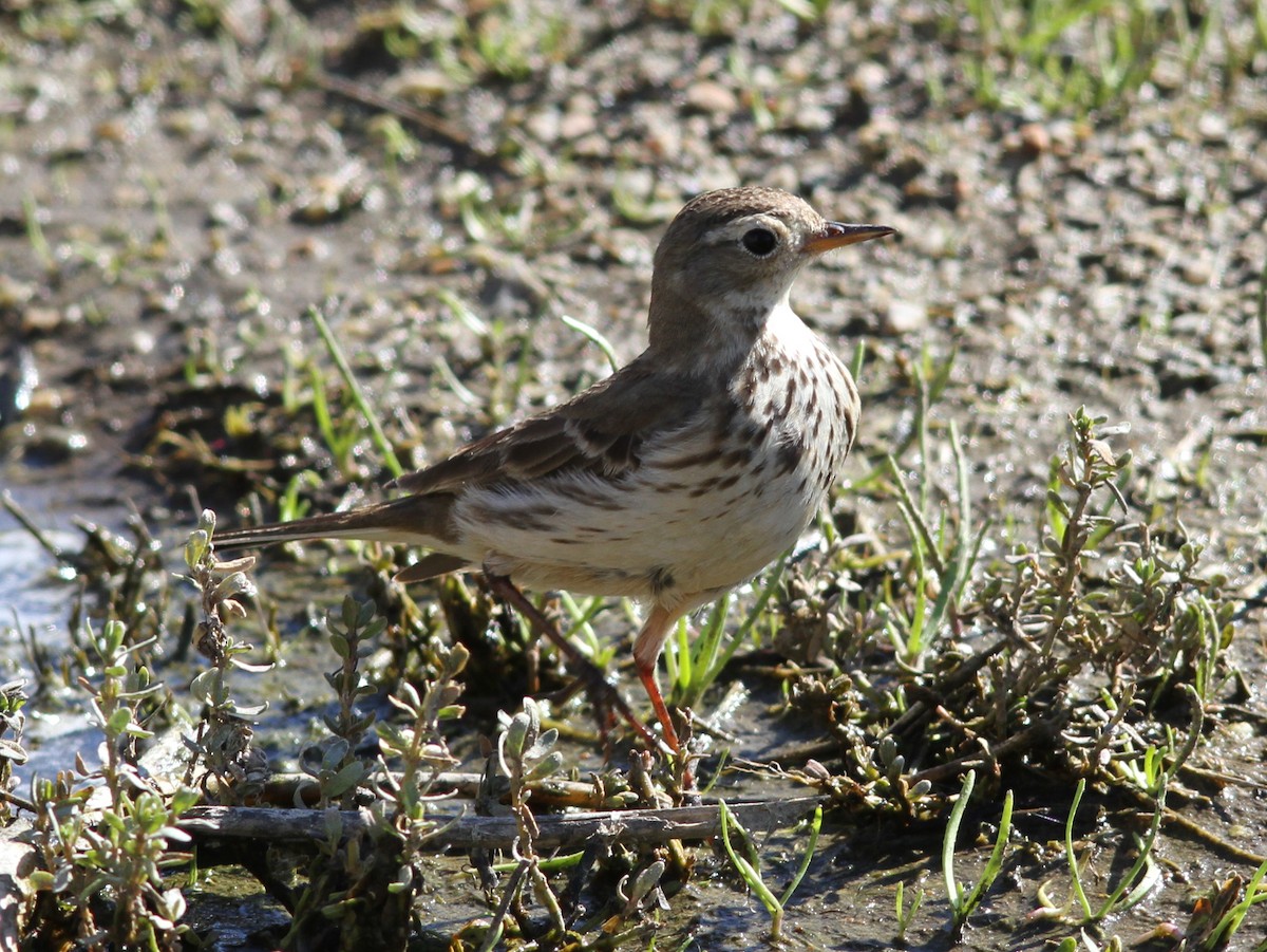 American Pipit - ML637836170