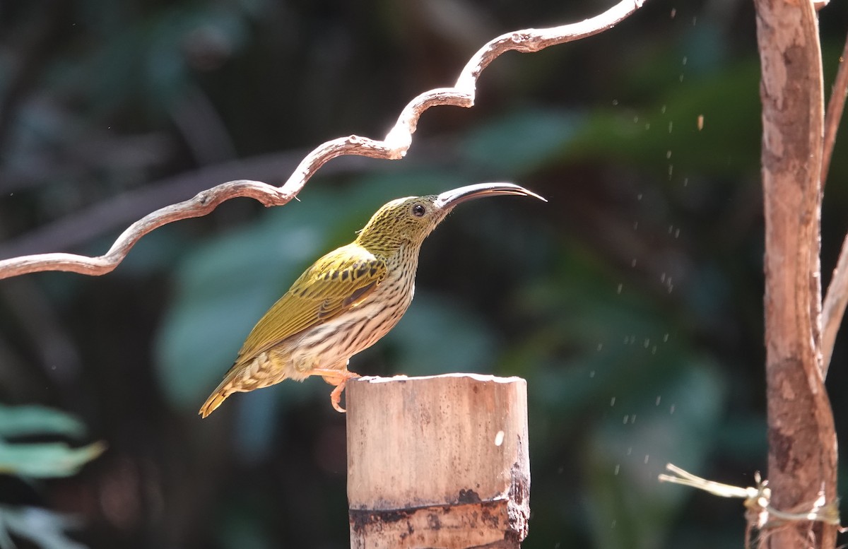 Streaked Spiderhunter - ML637836176