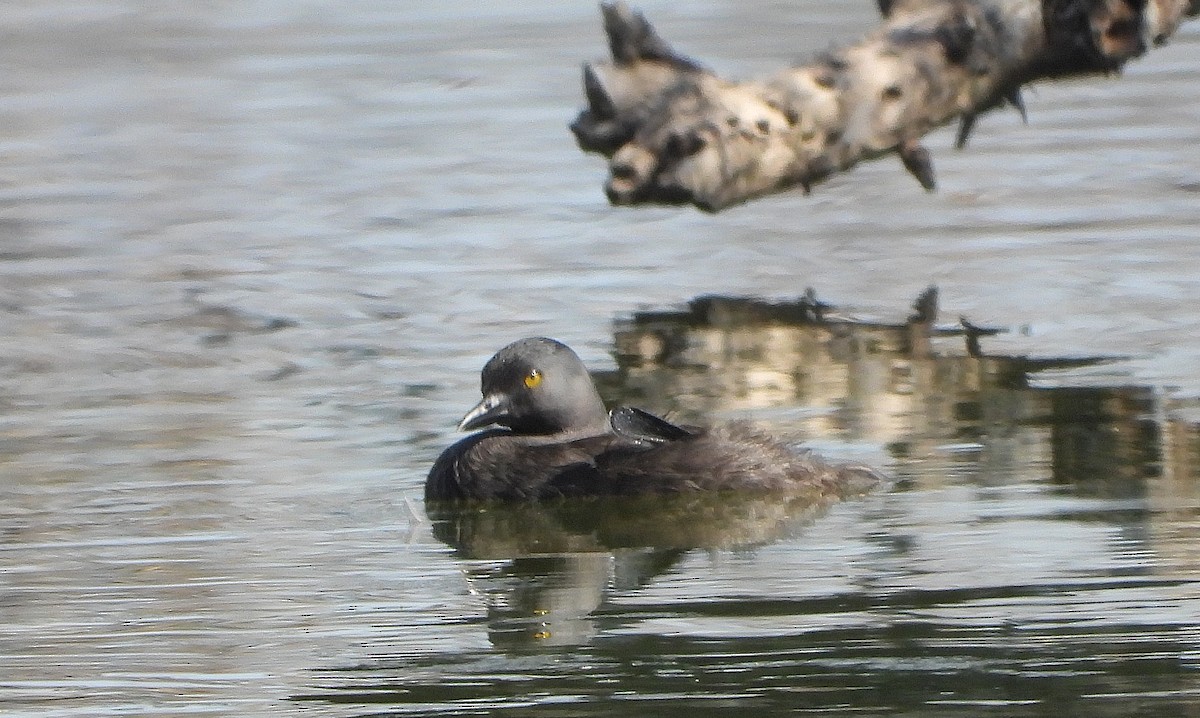 Least Grebe - ML637836233