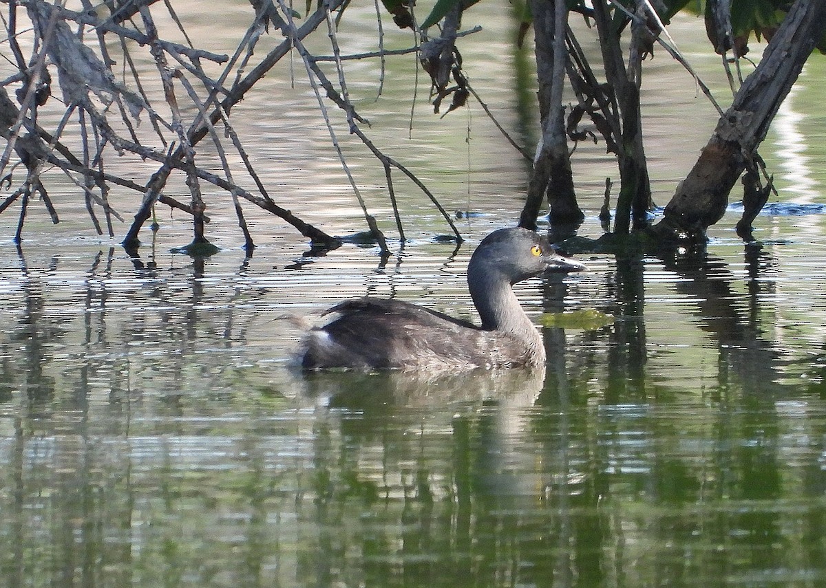 Least Grebe - ML637836234