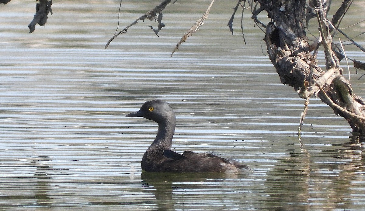 Least Grebe - ML637836235
