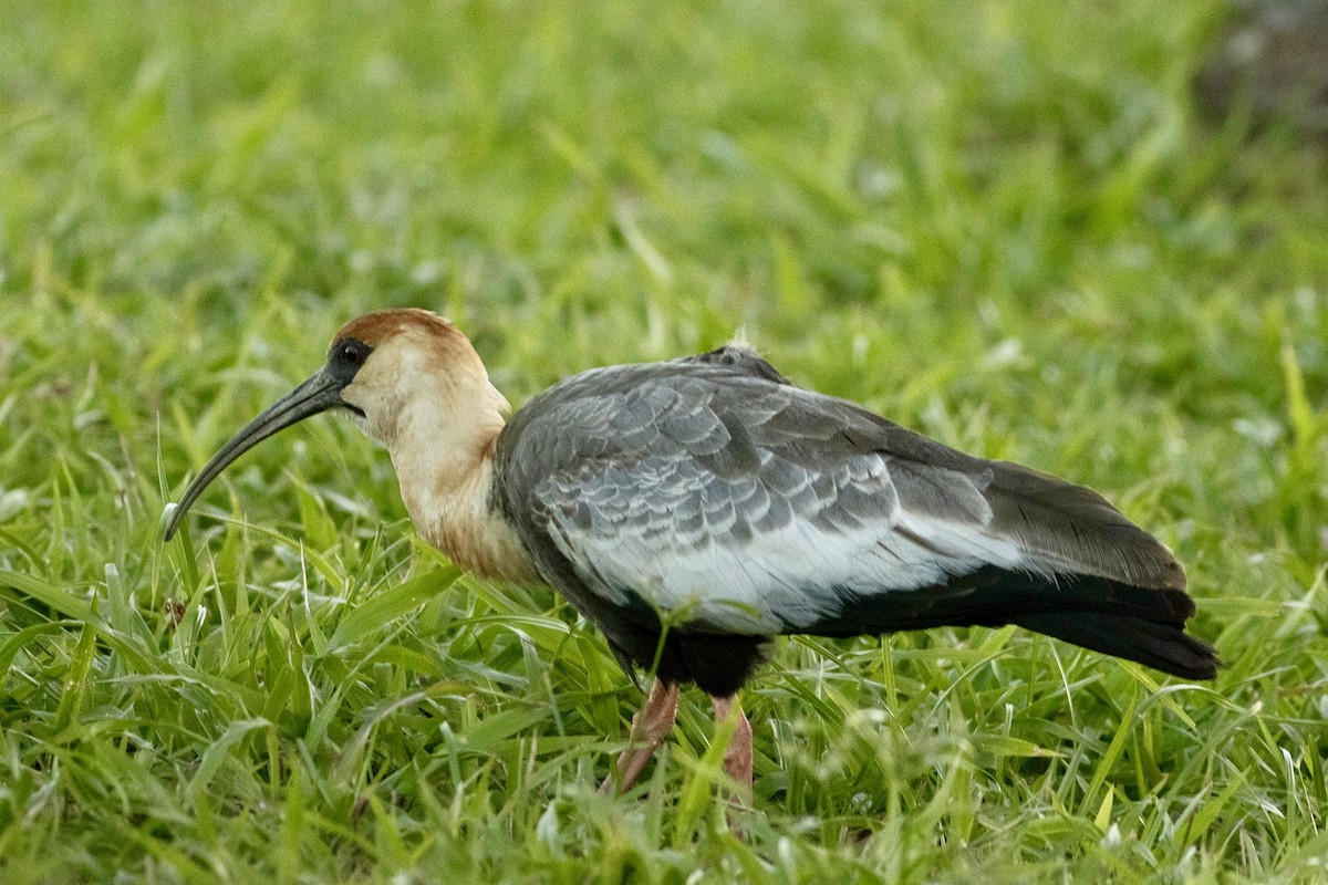 Buff-necked Ibis - ML637836249