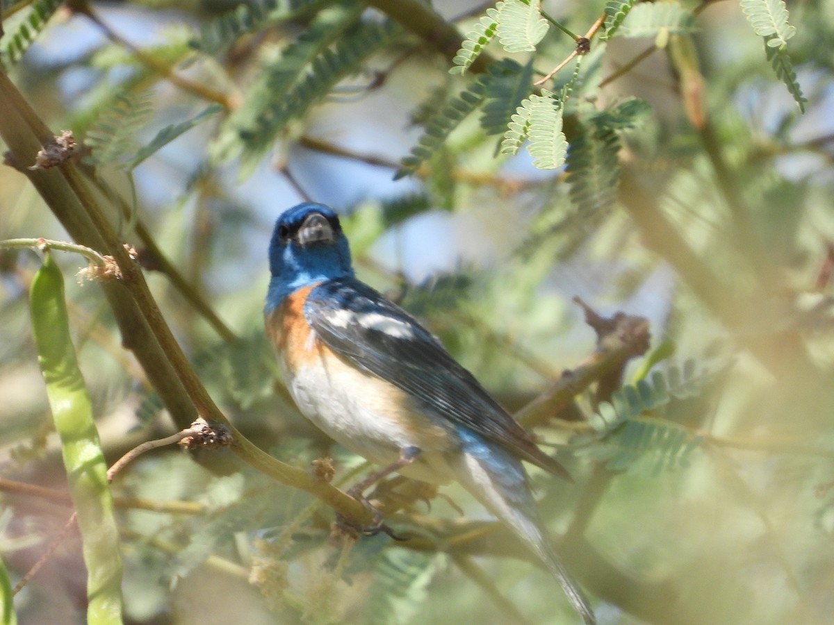 Lazuli Bunting - ML637836254