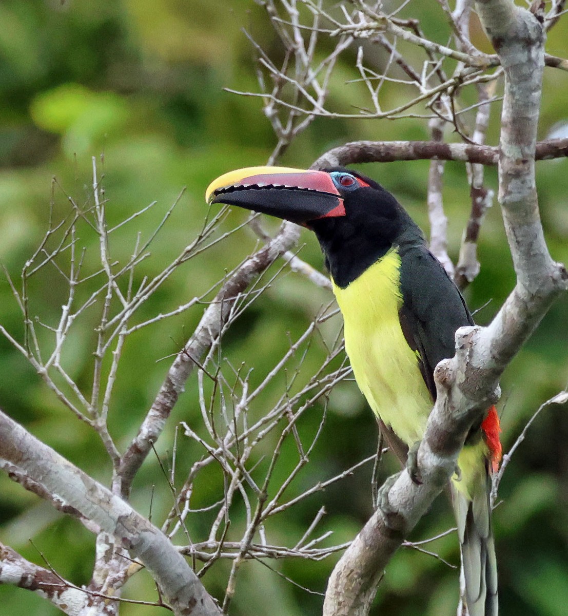 Green Aracari - ML637836336