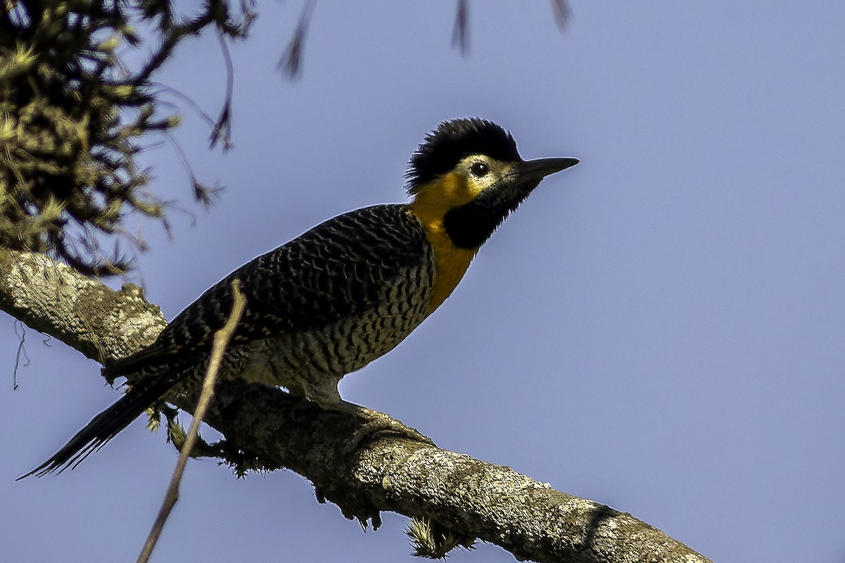 Campo Flicker (Campo) - ML637836337