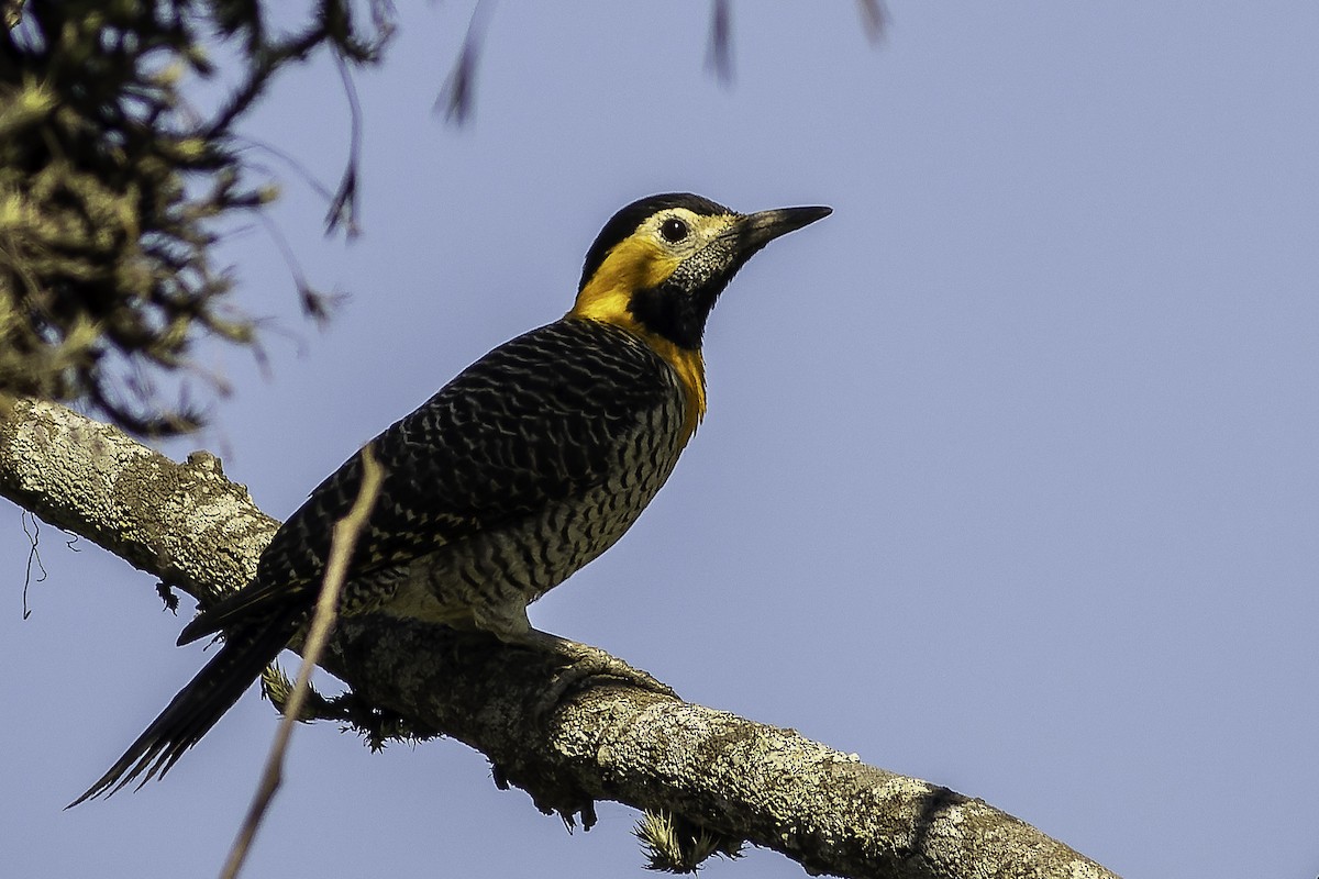 Campo Flicker (Campo) - ML637836338