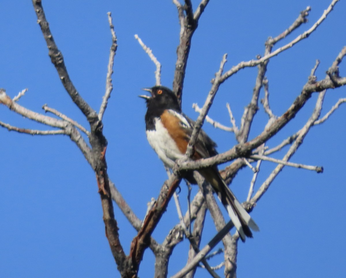 Spotted Towhee - ML637836429
