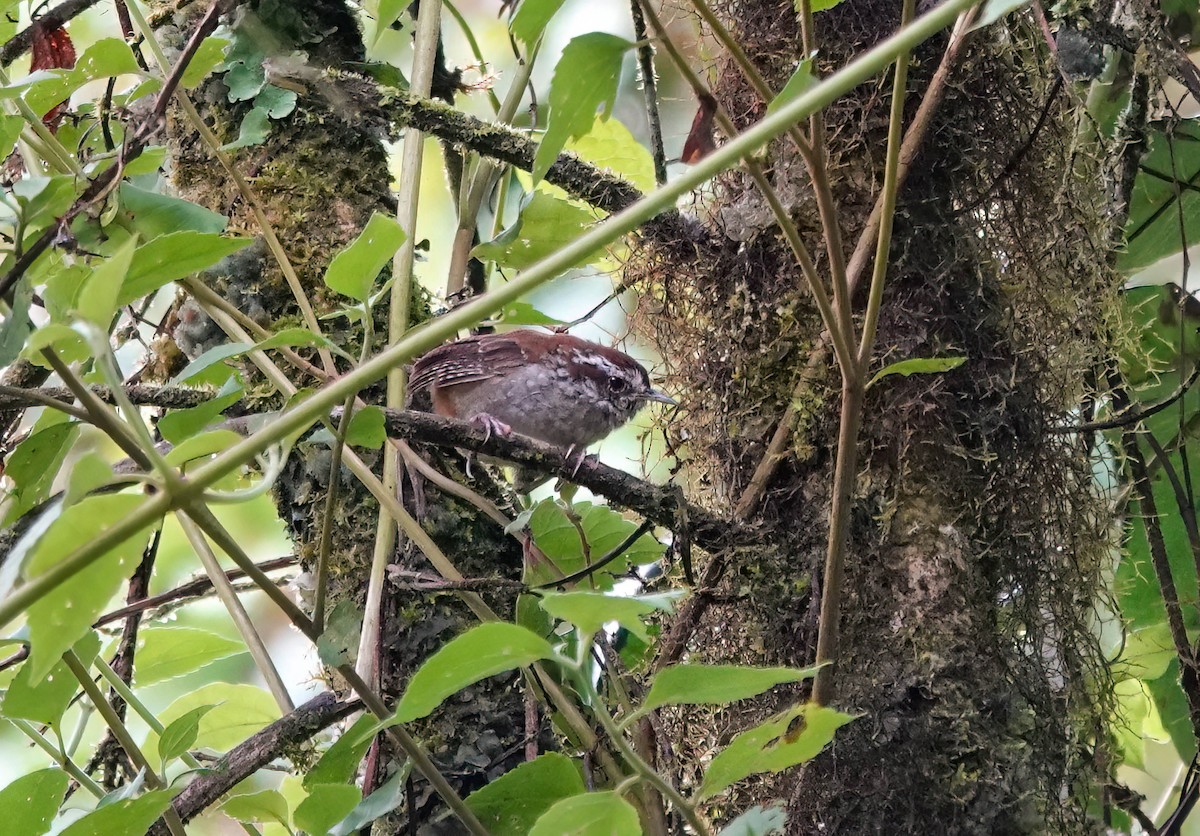 Timberline Wren - ML637836430
