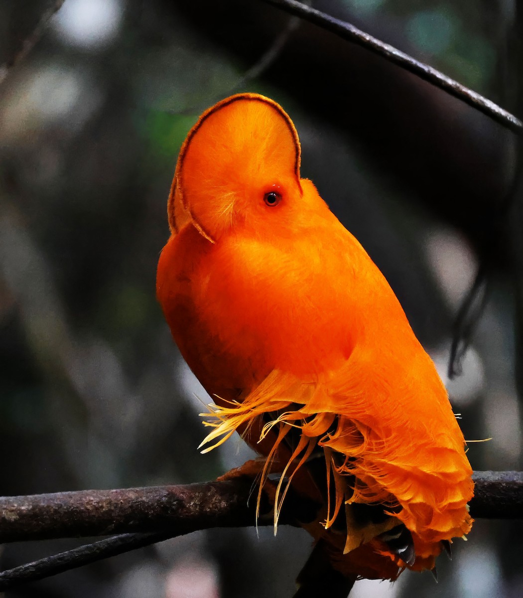 Guianan Cock-of-the-rock - ML637836453