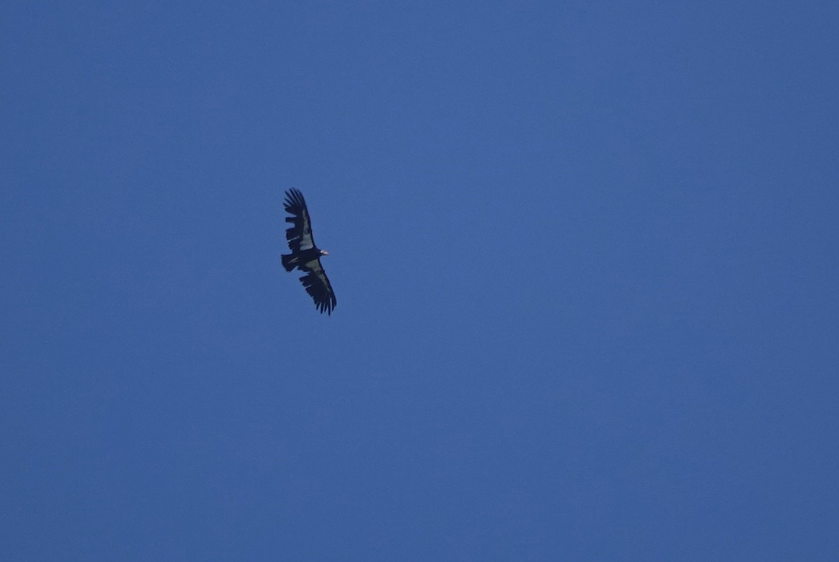 California Condor - ML637836573