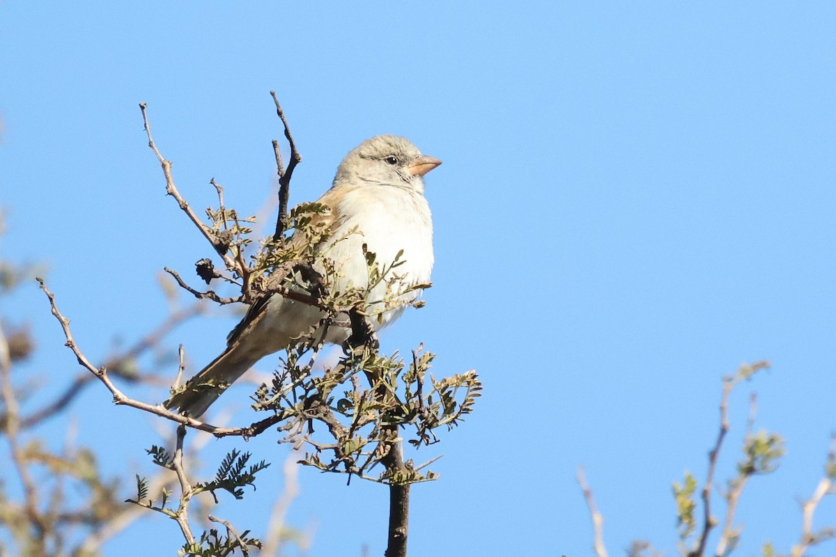Southern Gray-headed Sparrow - ML637836697
