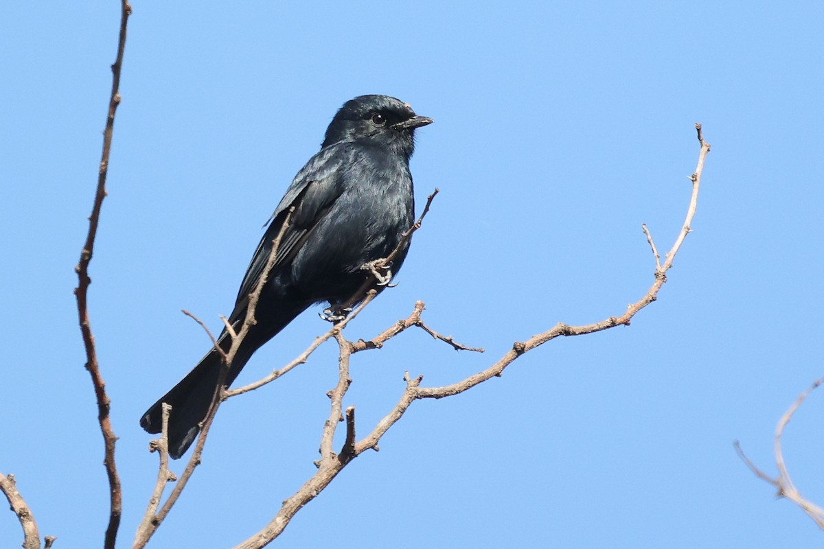 Southern Black-Flycatcher - ML637836711