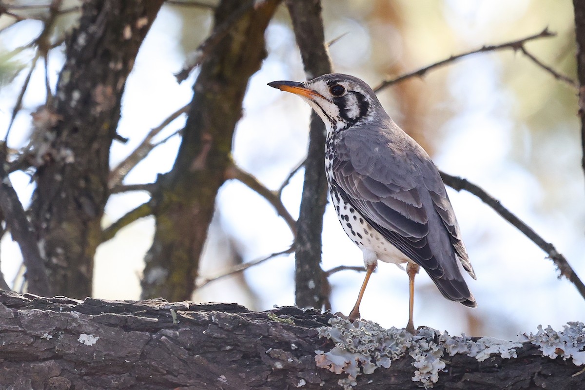 Groundscraper Thrush - ML637836767