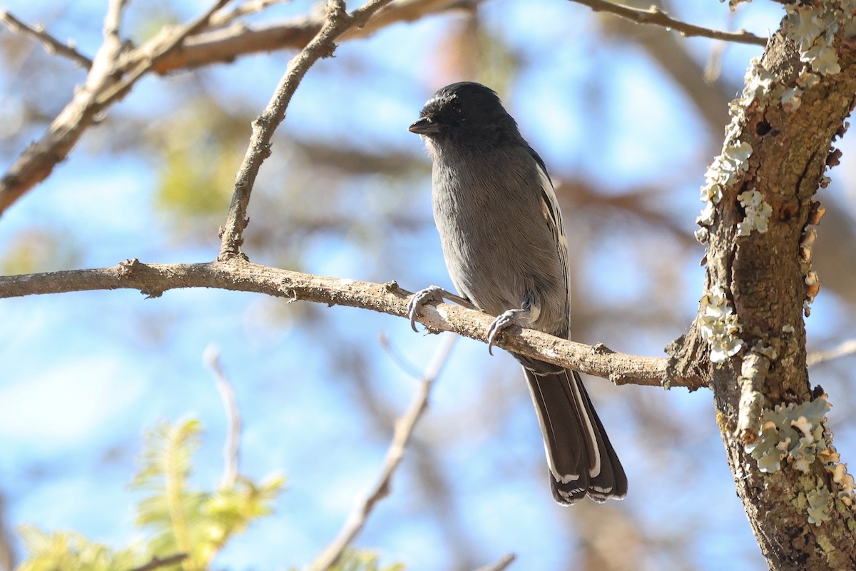 Southern Black-Tit - ML637836776