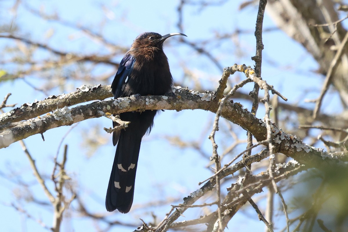 Common Scimitarbill - ML637836779