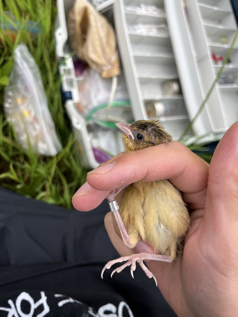 Bobolink - ML637836789
