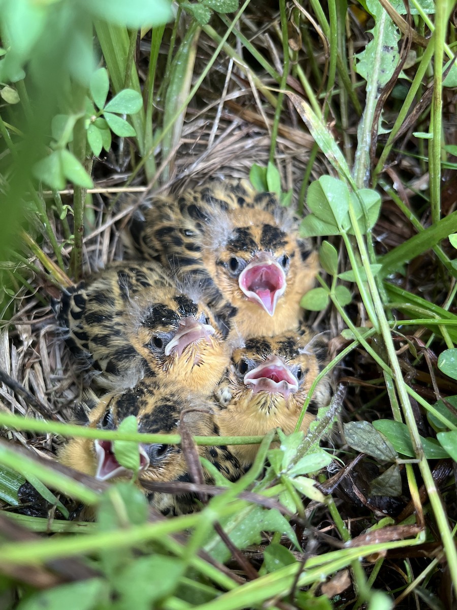 Bobolink - ML637836792