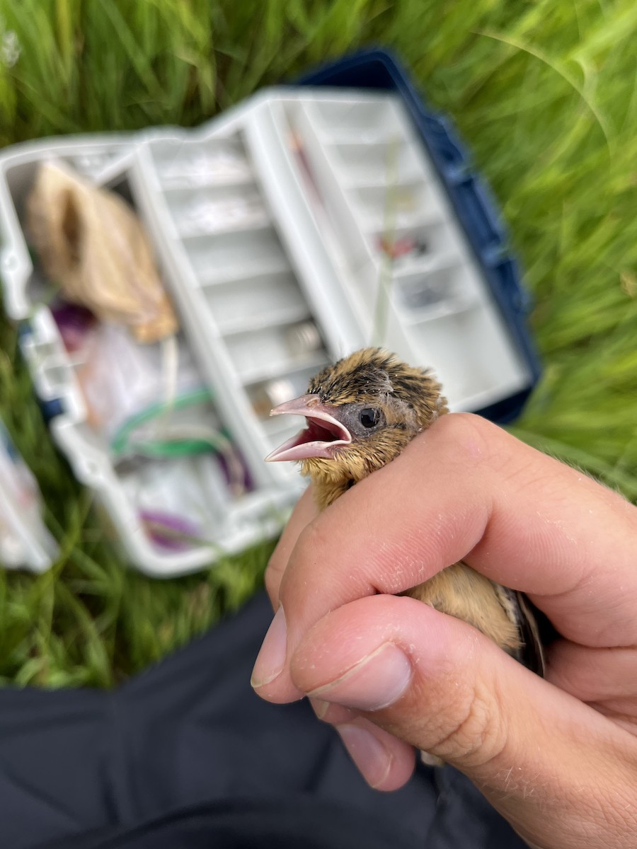 Bobolink - ML637836794