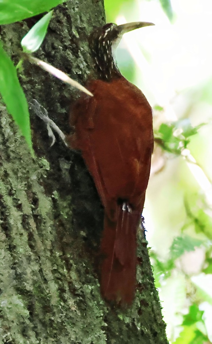 Long-billed Woodcreeper - ML637836830
