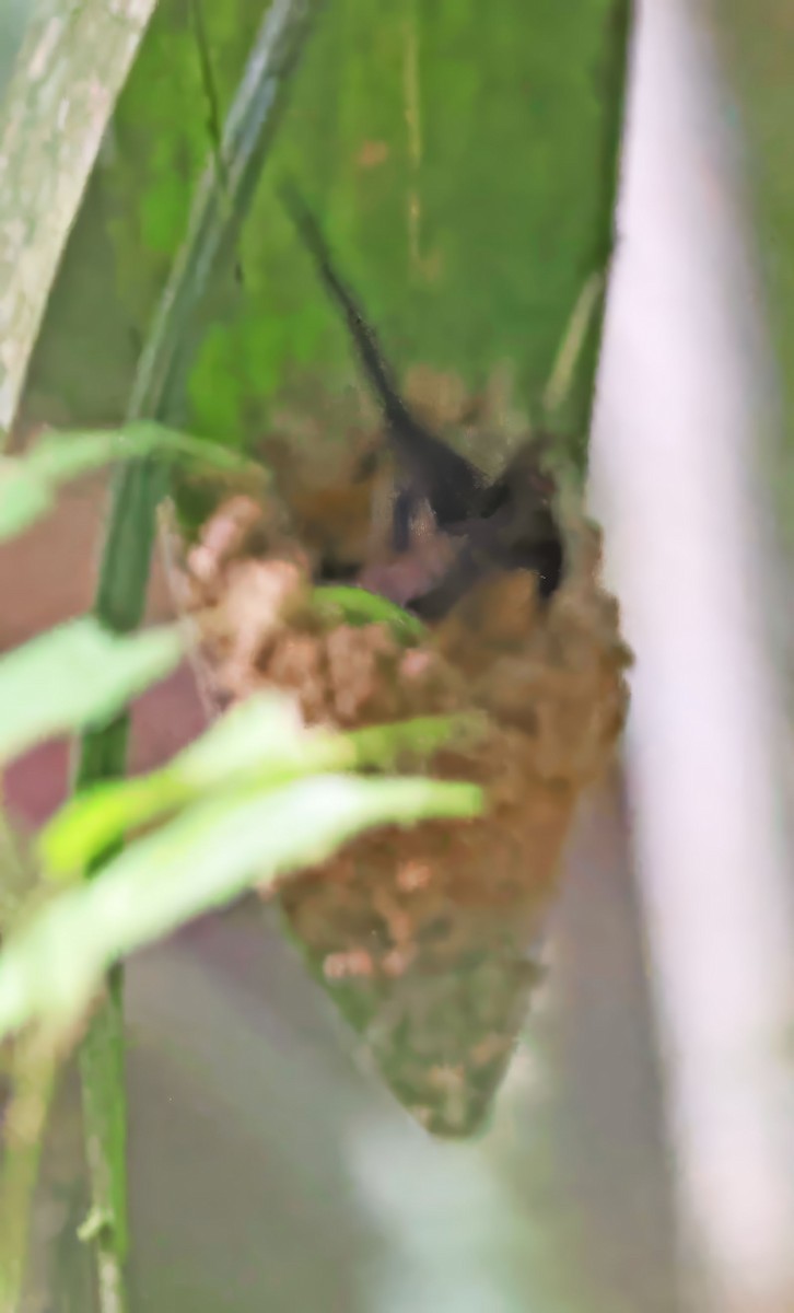 Needle-billed Hermit - ML637836857