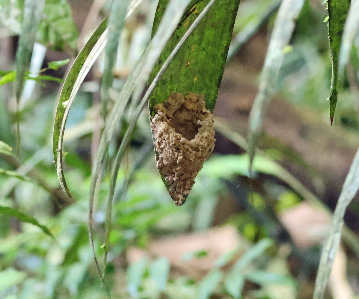 Needle-billed Hermit - ML637836867