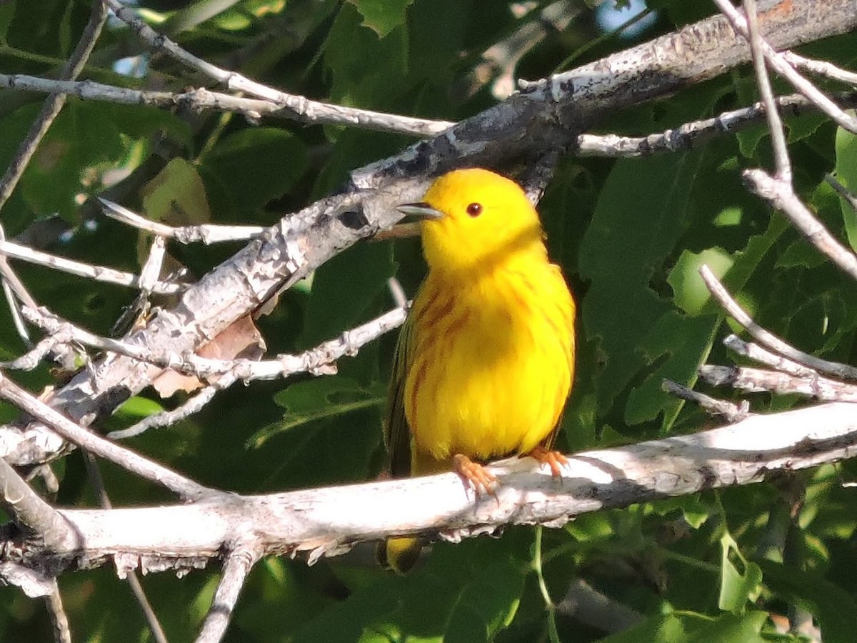 Yellow Warbler - ML637836892
