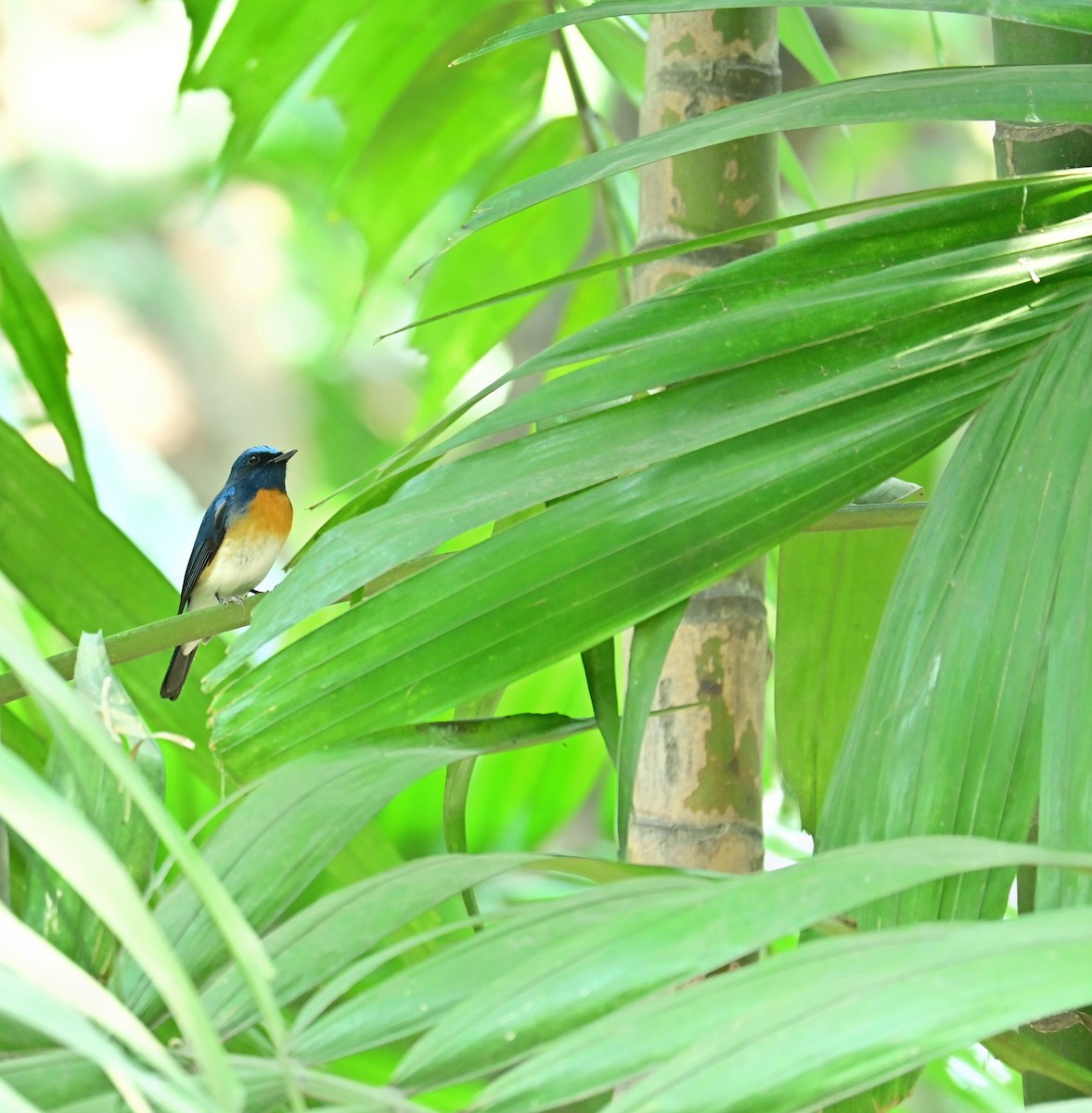 Blue-throated Flycatcher - ML637836933