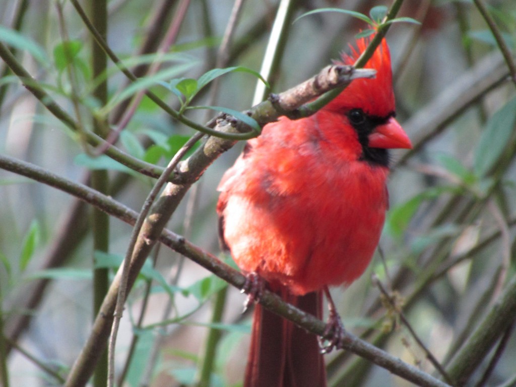 Cardenal Norteño - ML637836934