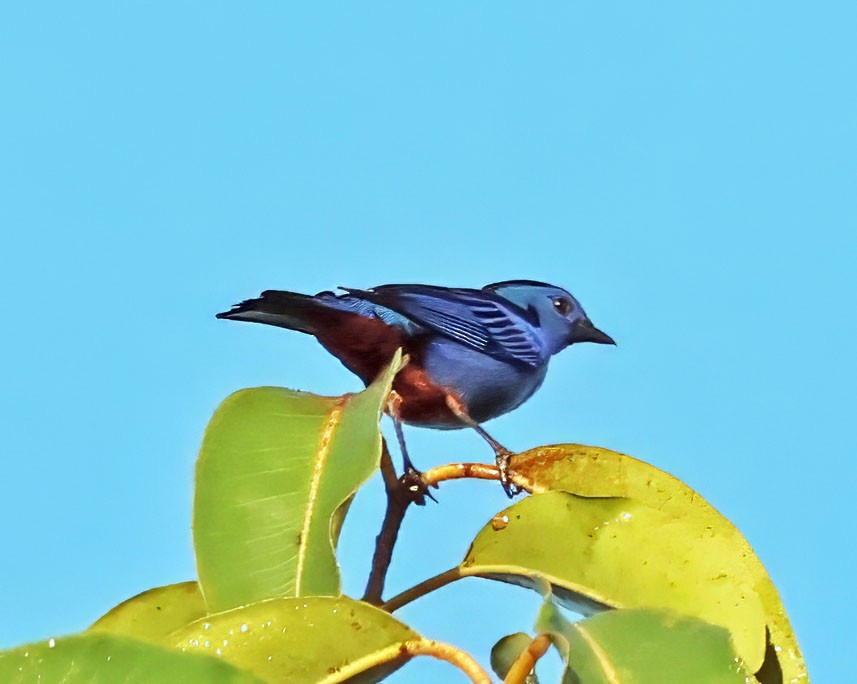 Opal-rumped Tanager - ML637836951