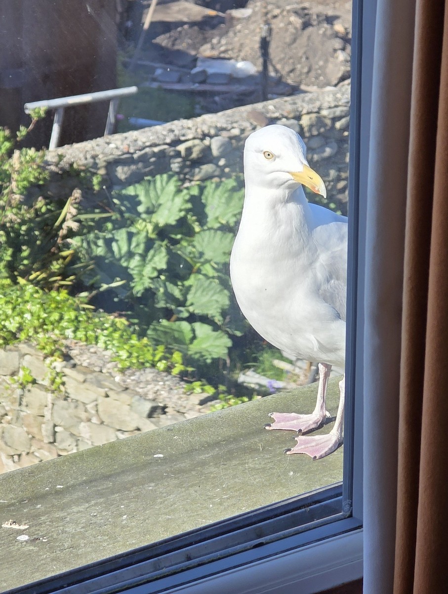 European Herring Gull - ML637836954