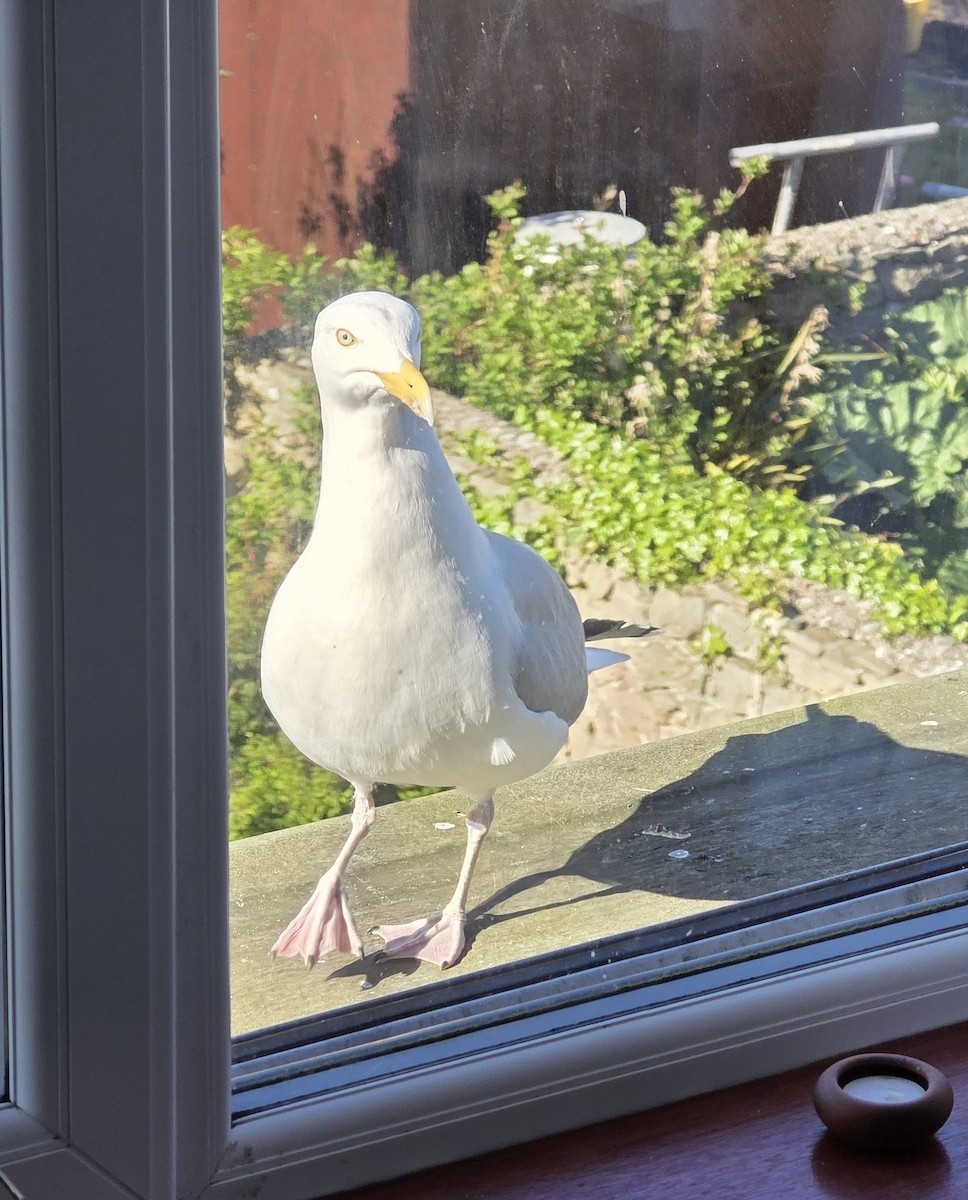 European Herring Gull - ML637836955