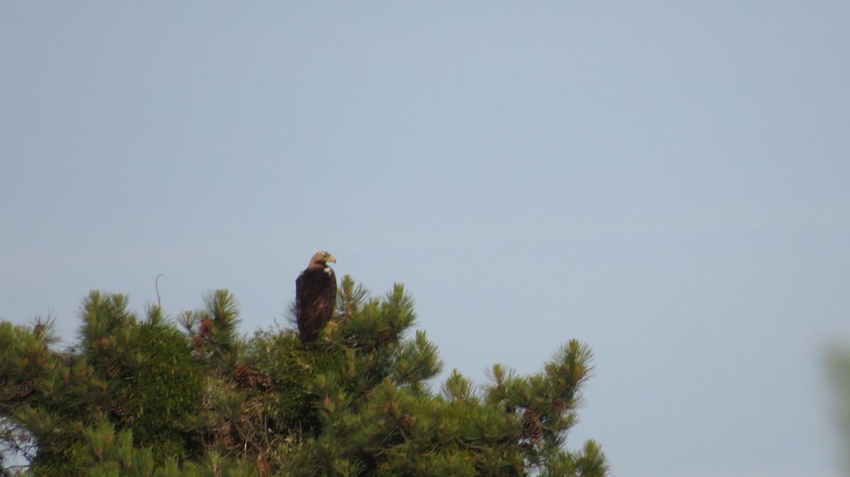 Spanish Eagle - ML637836967