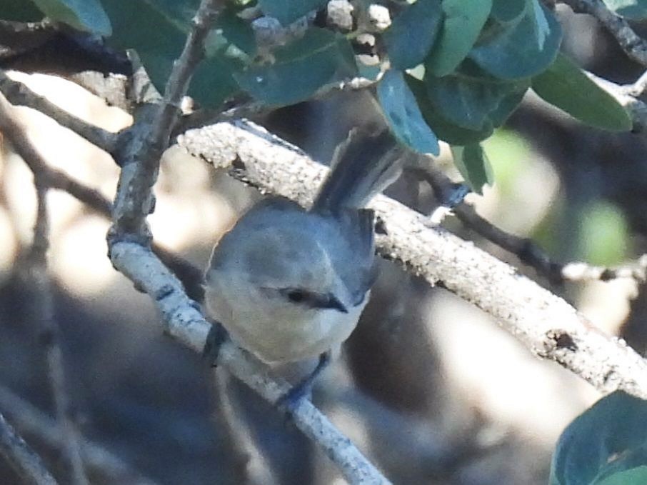 Bushtit - ML637837041