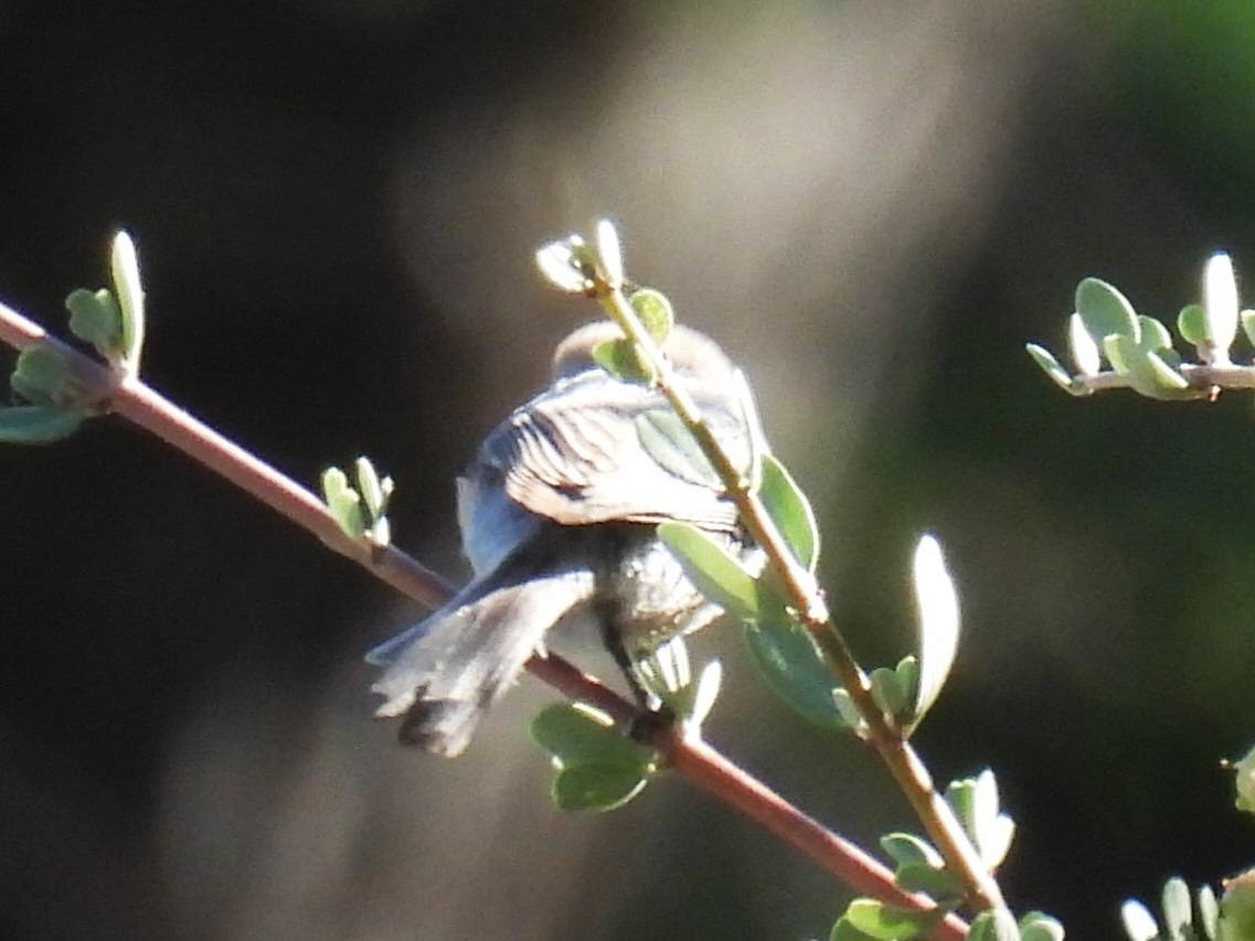 Bushtit - ML637837042