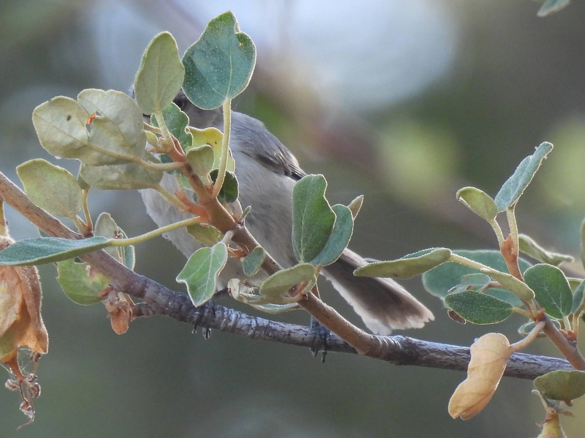 Bushtit - ML637837043