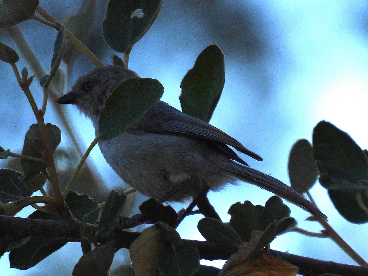 Bushtit - ML637837044