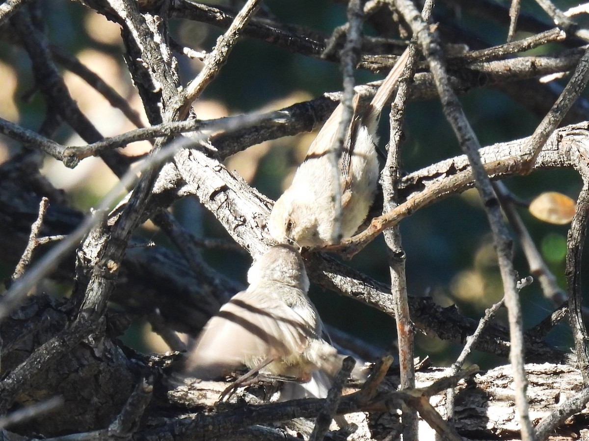 Bushtit - ML637837045