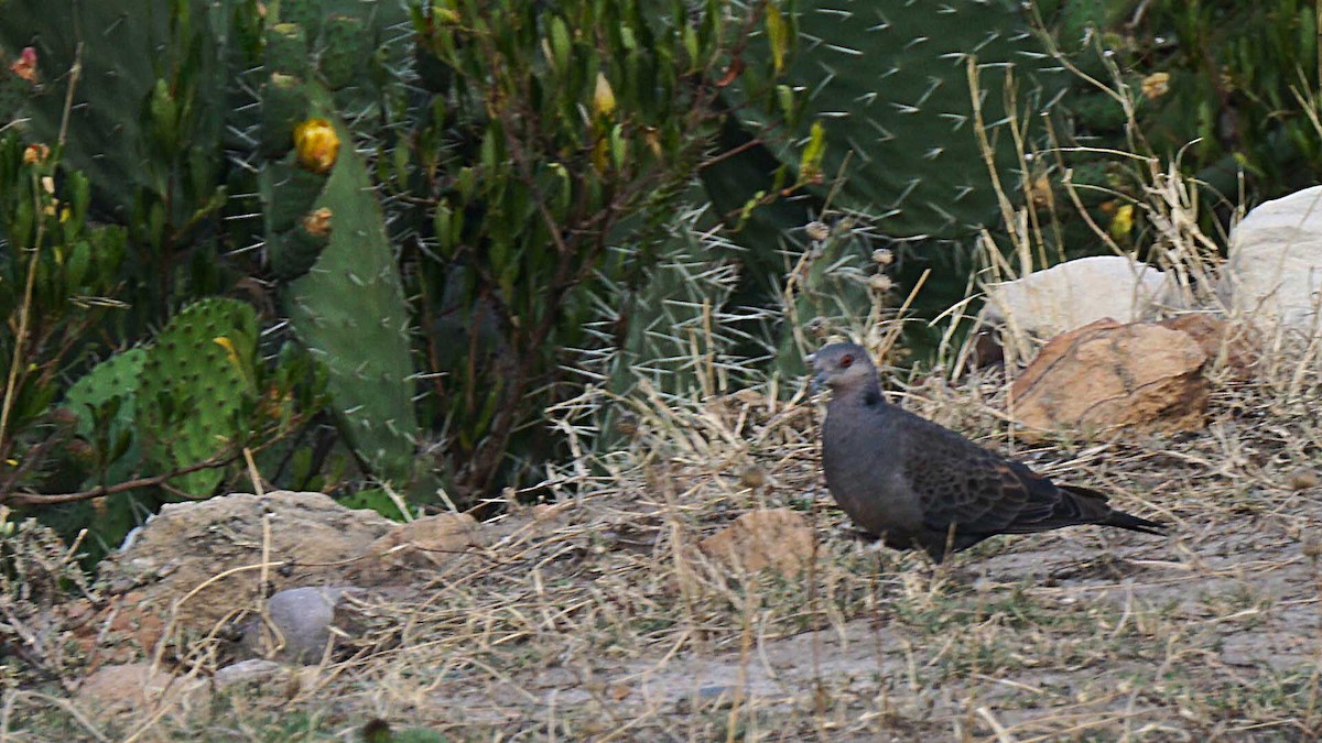 Dusky Turtle-Dove - ML637837086