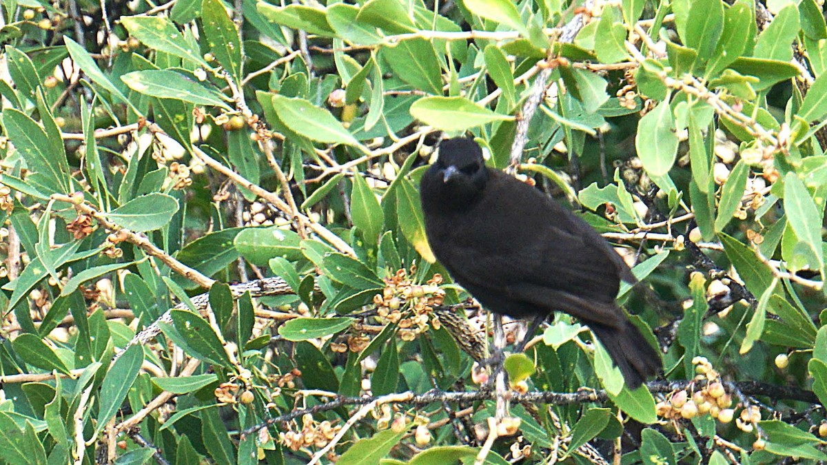 Rüppell's Chat - ML637837089