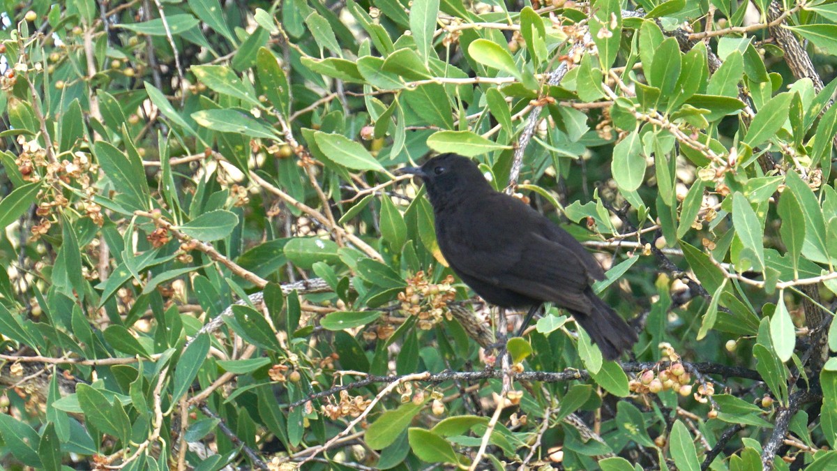 Rüppell's Chat - ML637837090