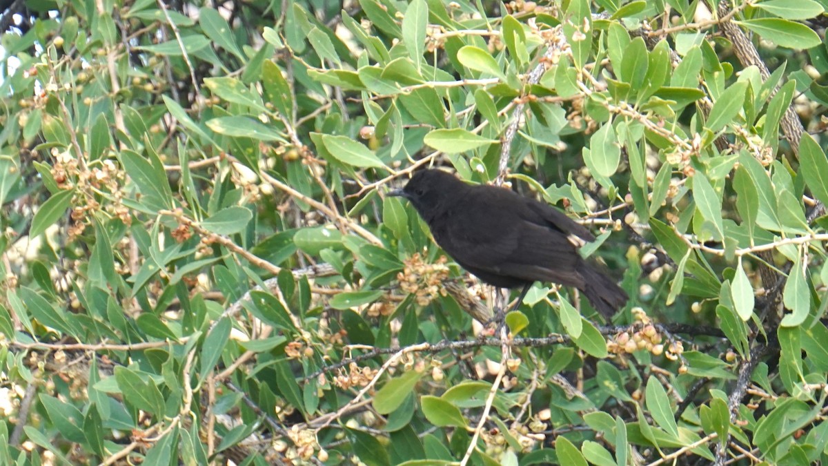 Rüppell's Chat - ML637837091
