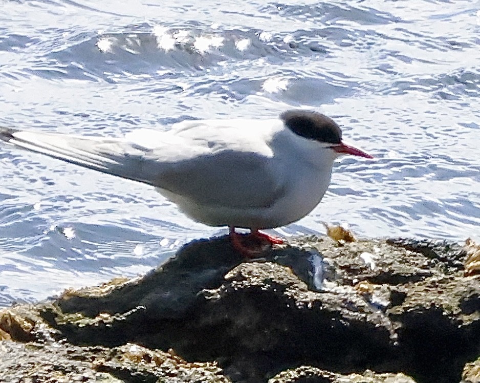 Умардын хараалай - ML637837136