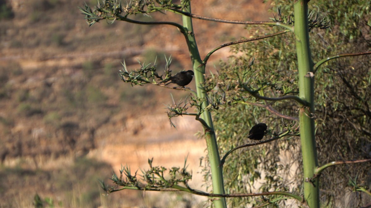 Rüppell's Chat - ML637837138
