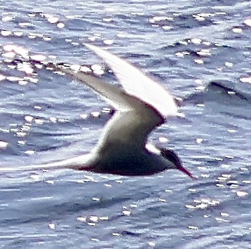 Умардын хараалай - ML637837146