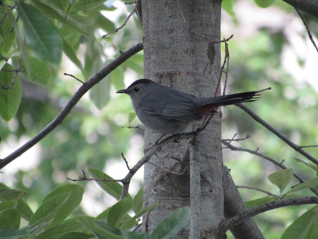 kattespottefugl - ML637837152