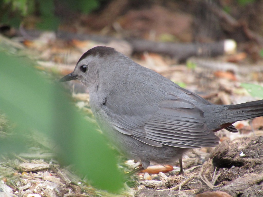 kattespottefugl - ML637837153