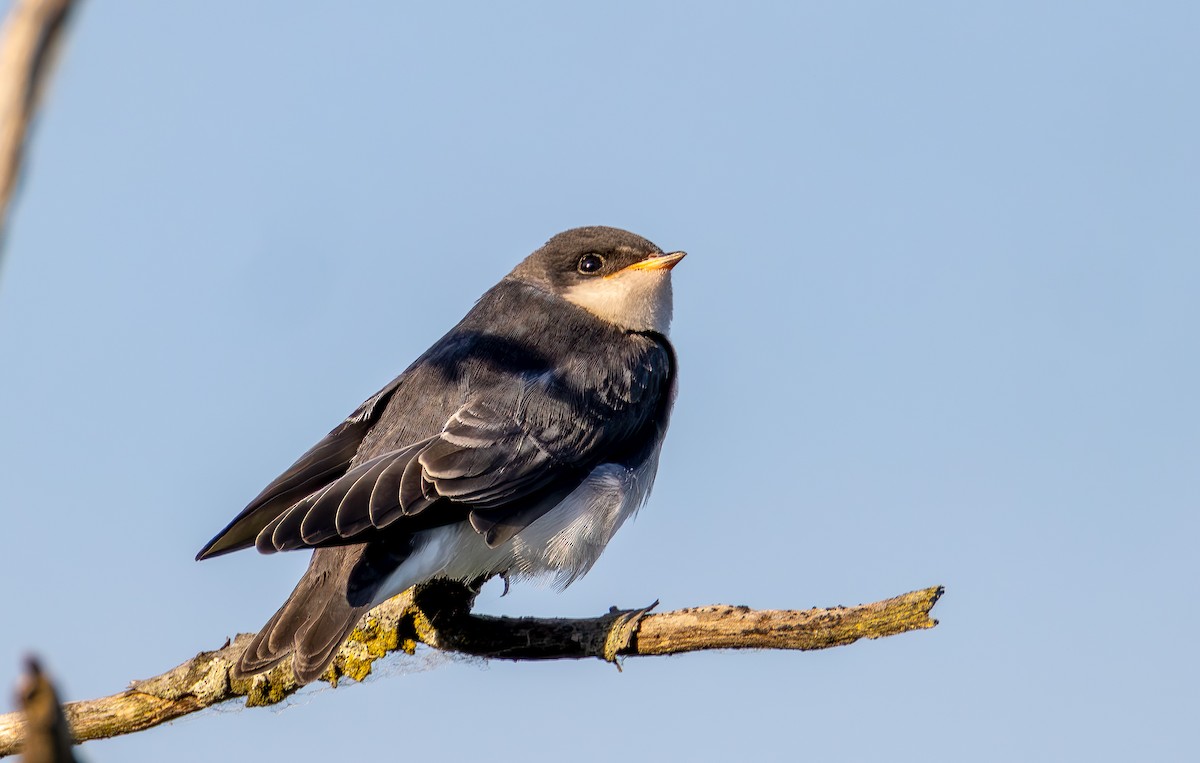 Tree Swallow - ML637837190