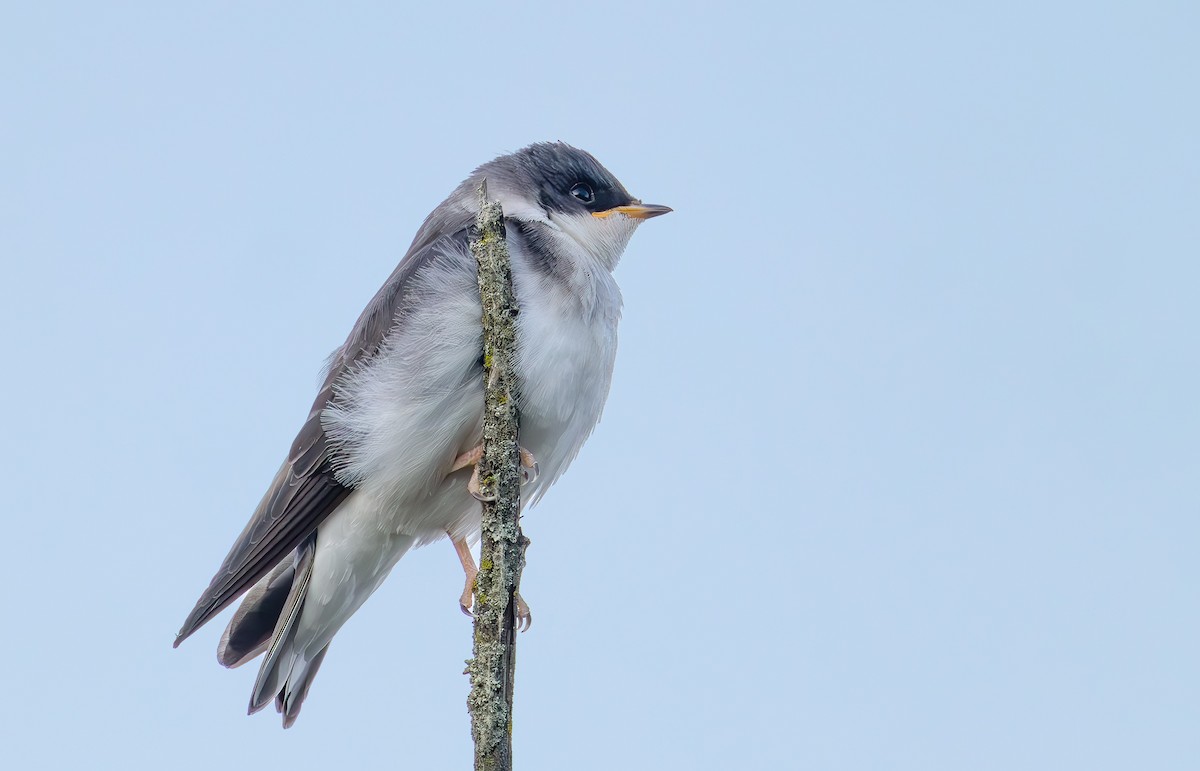 Tree Swallow - ML637837191