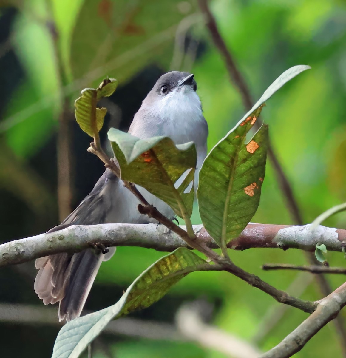 River Tyrannulet - ML637837302